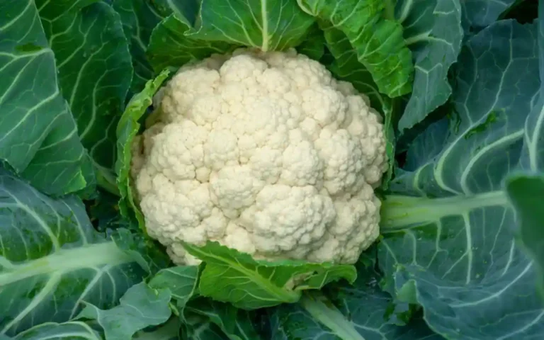 মজাদার ফুলকপি ডাটা ফ্রাই: সুস্বাদু খাবারের নতুন রূপ!