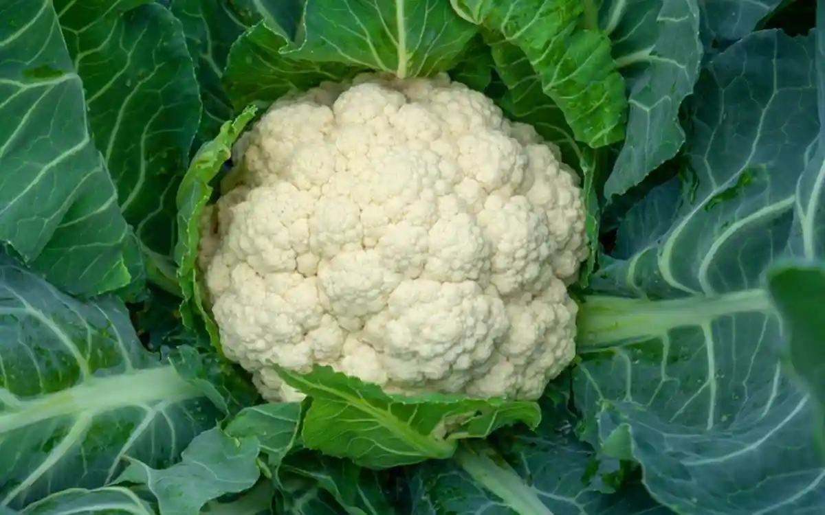 মজাদার ফুলকপি ডাটা ফ্রাই: সুস্বাদু খাবারের নতুন রূপ!