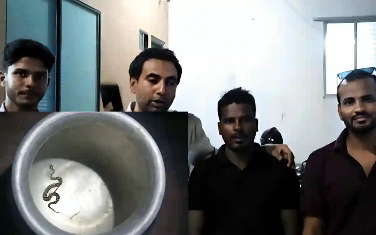 Farmers came with live Russell's viper cubs hoping for a reward of Tk 50,000