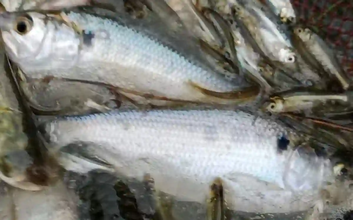 10 hilsa fish were found in the mosque pond