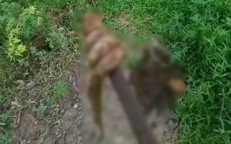 A python was beaten to death by thinking it was a Russell's Viper at the Gomti River in Cumilla