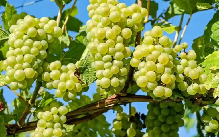 Grape cultivation