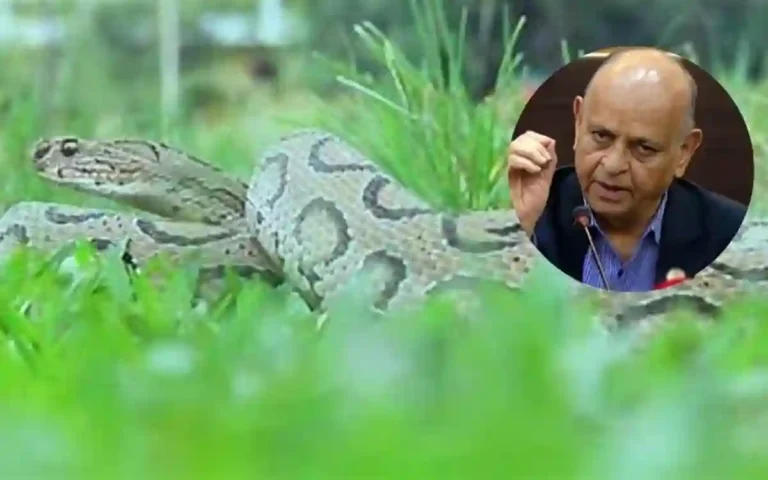 Health Minister gave urgent instructions about Russell's Viper snake