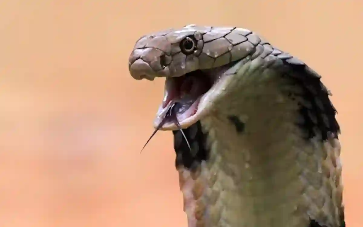 Snake