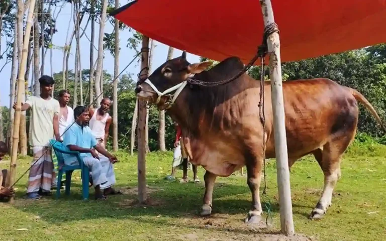 Cow