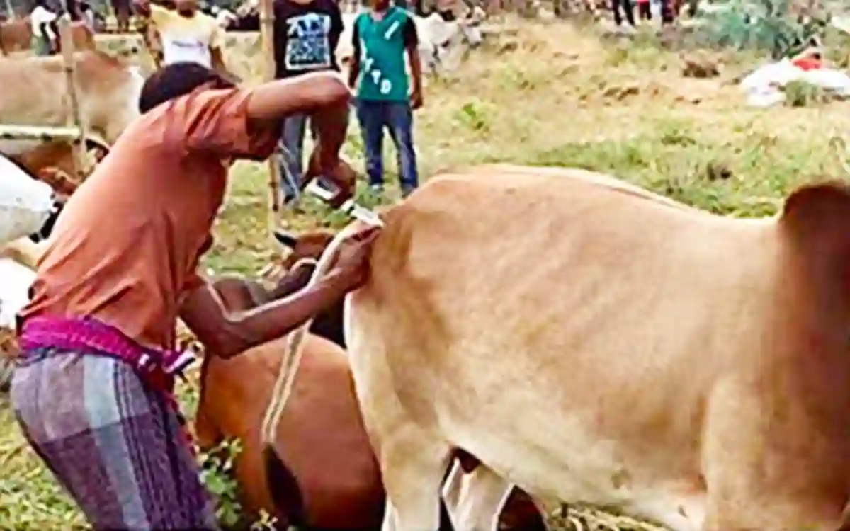 How to buy a healthy cow