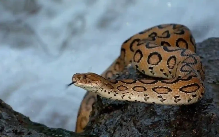 Russell's Viper