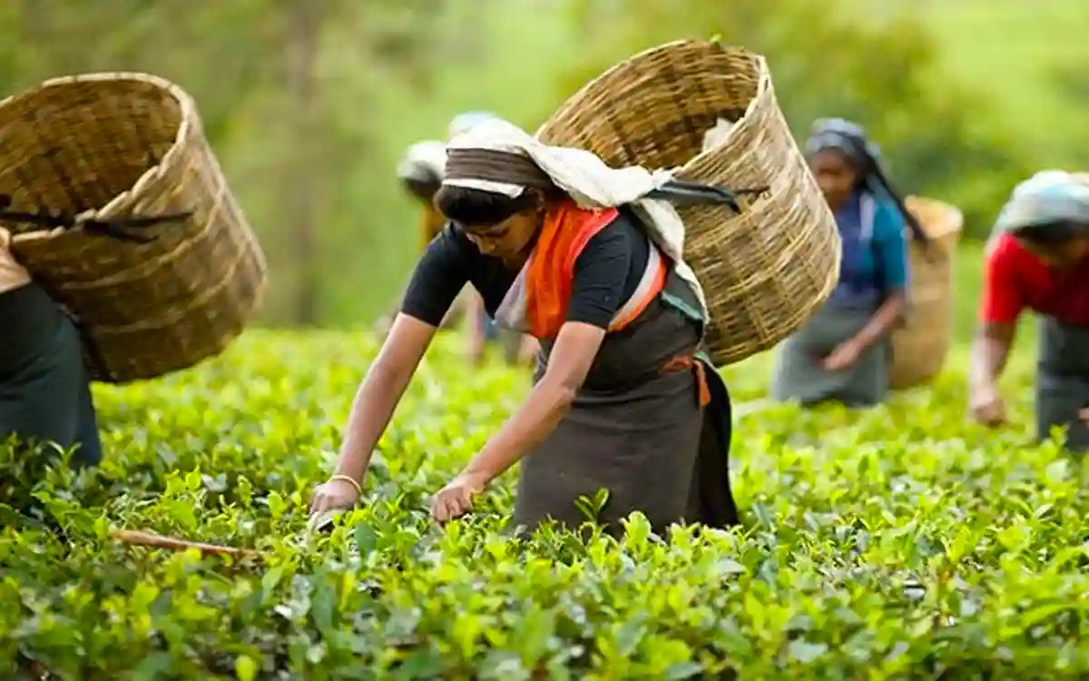 Tea Picking