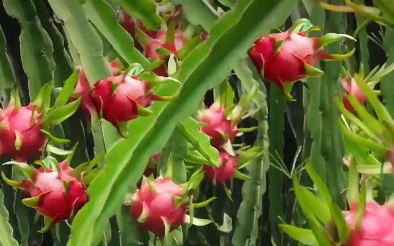 তিতাস উপজেলায় ড্রাগন ফলের চাষ করে তাক লাগিয়েছে মুহাম্মদ দেলোয়ার হোসেন