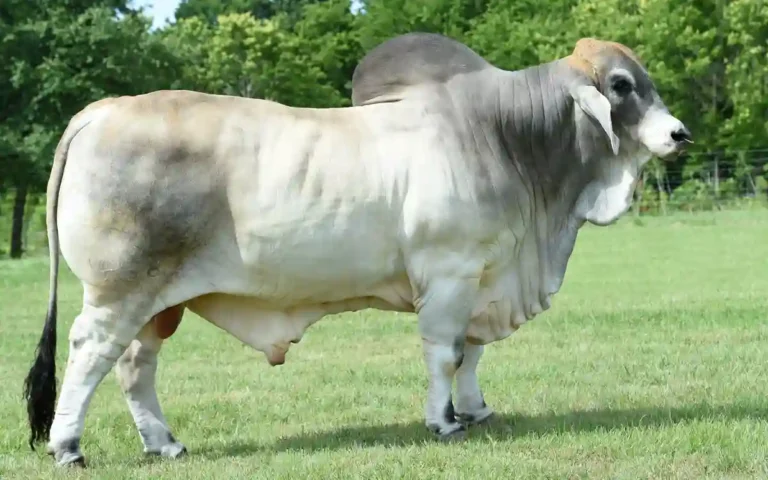 Brahman