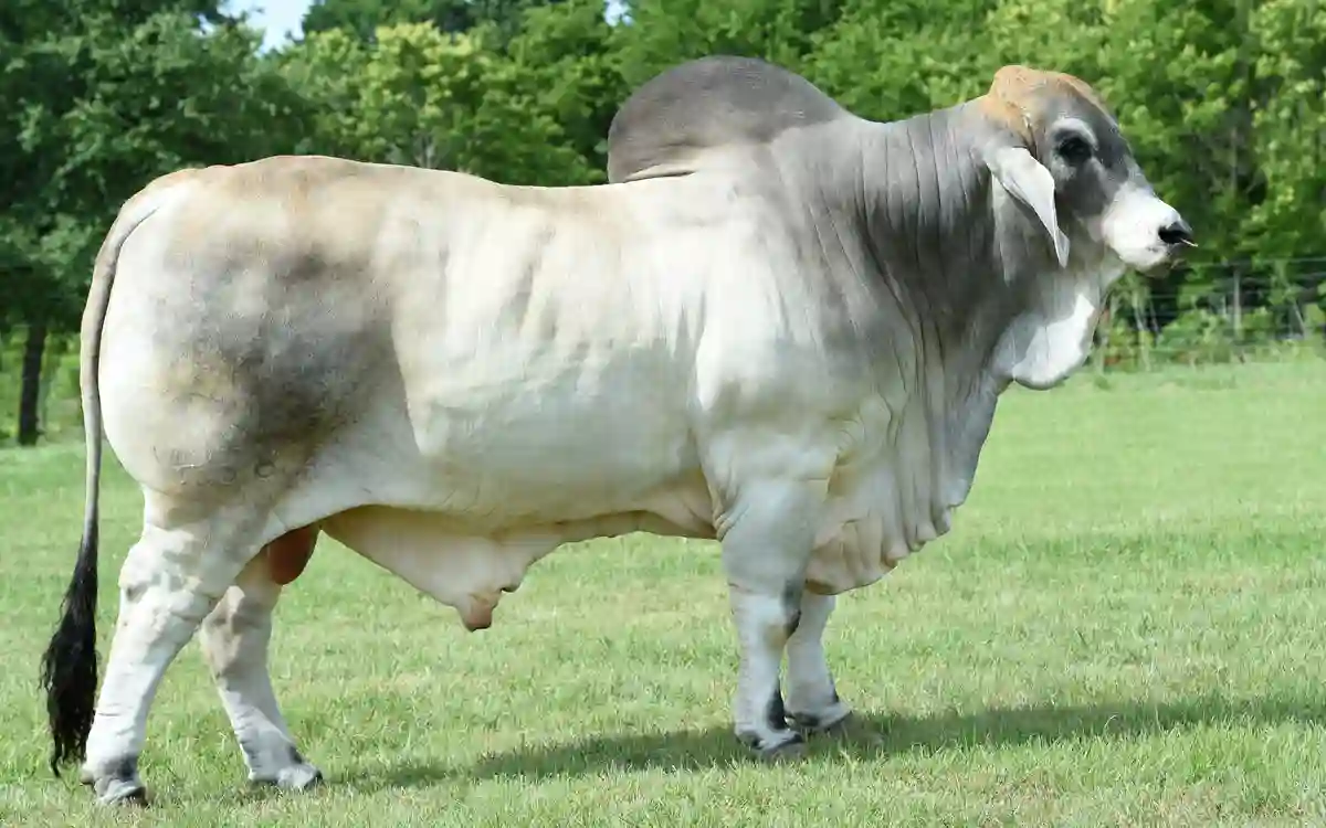 Brahman