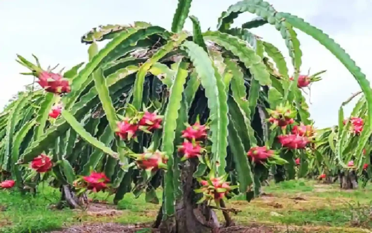Pitaya Fruits