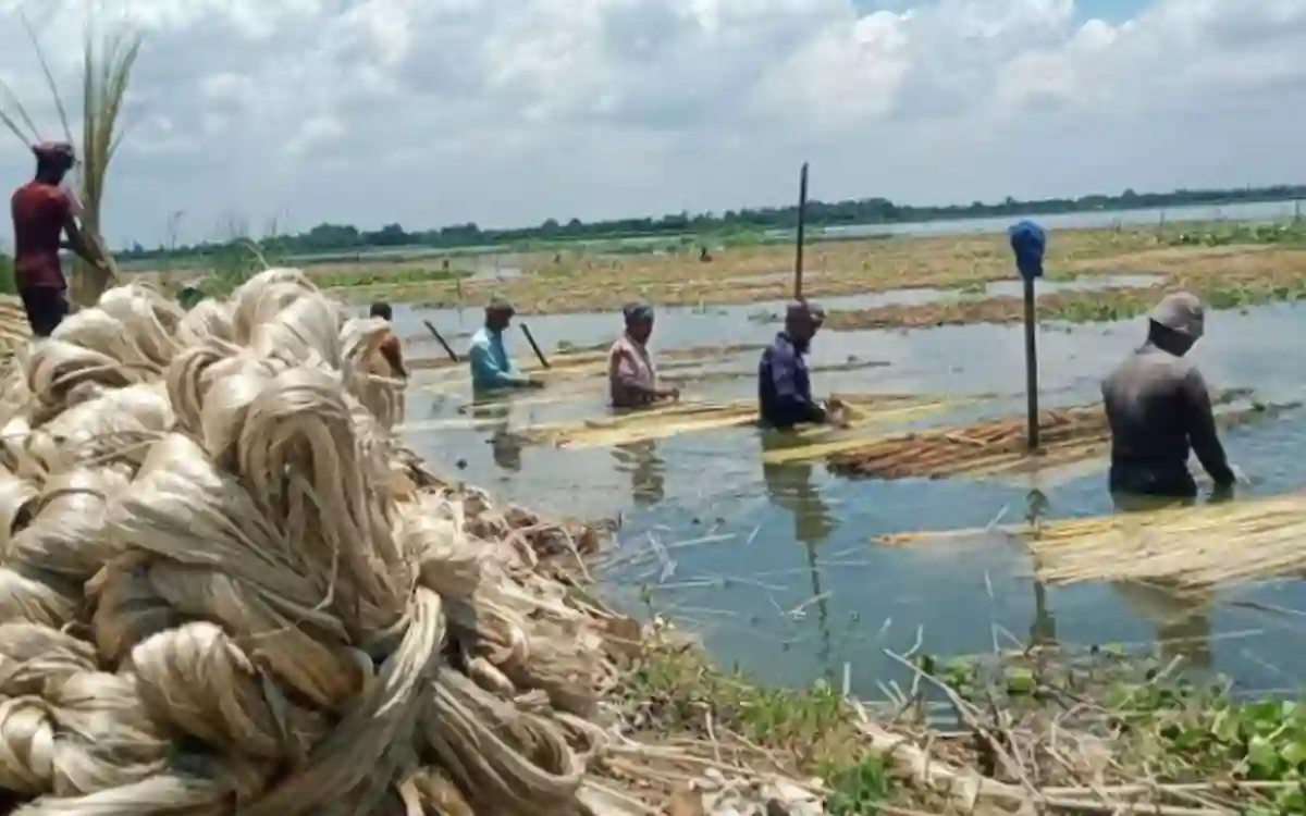Rising Cumilla - cultivation of golden fibers