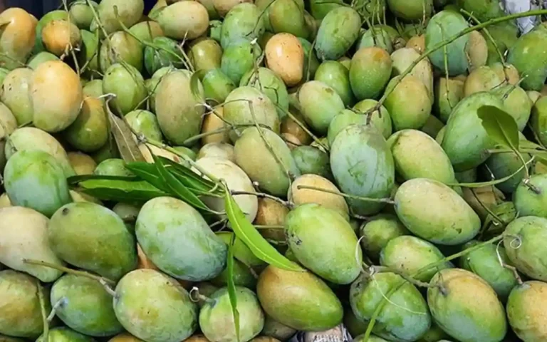 দ্বিতীয়বারের মতো ইউরোপে রপ্তানি হচ্ছে ঠাকুরগাঁওয়ের আম