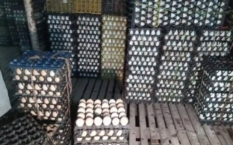Two and a half lakh eggs stored in cold storage, 6 wholesalers fined