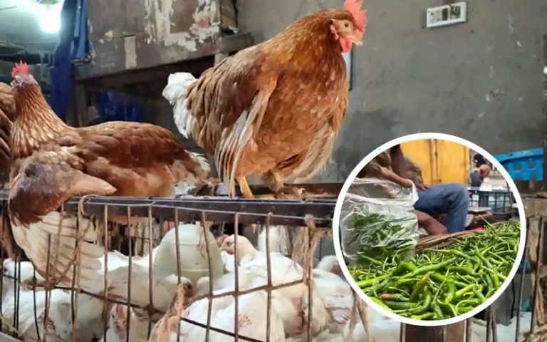 Rising Cumilla - chicken-green chillies