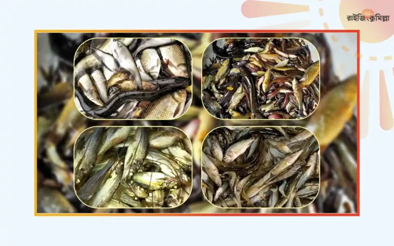 RisingCumilla - Native species of fish Bangladesh.webp