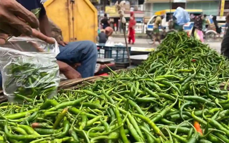 RisingCumilla.Com - Green chillies
