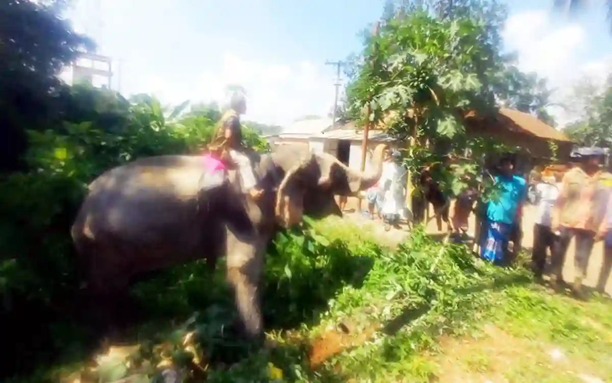 RisingCumilla.Com - The extortionate elephant of Comilla is in the safari park