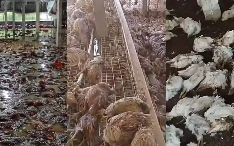 RisingCumilla - Poultry farmers of Cumilla destitute due to floods, loss is around 308 crores