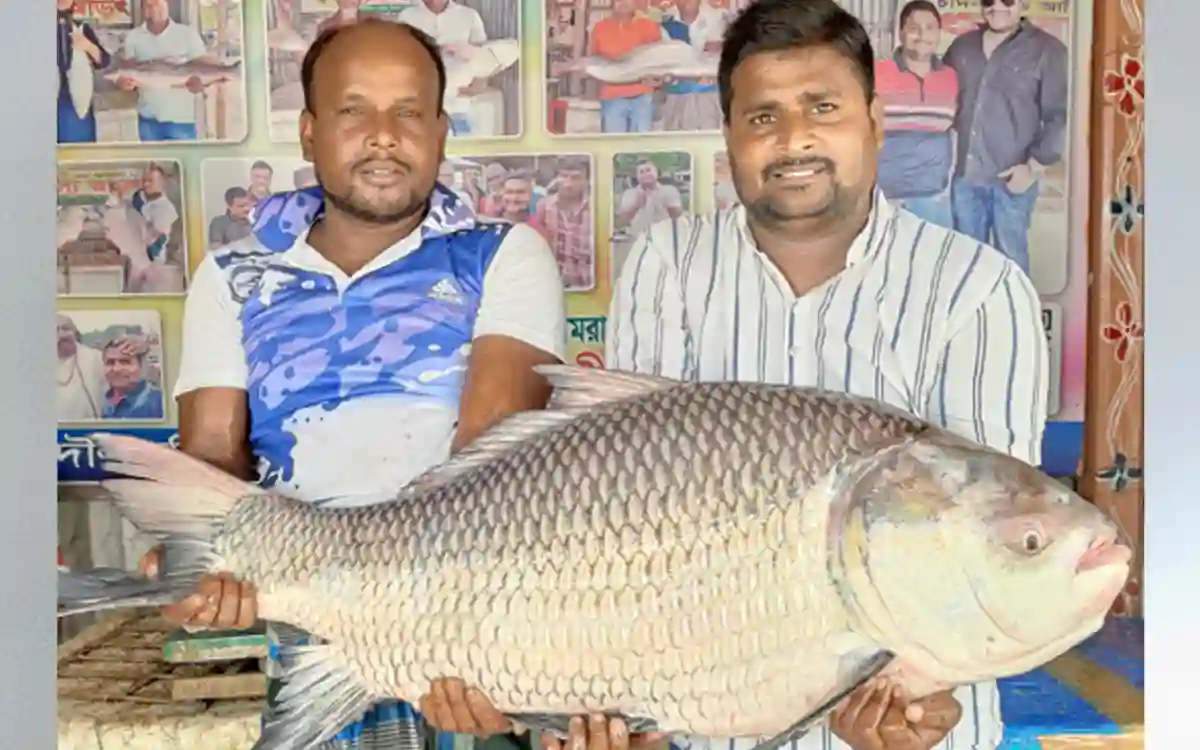 RisingCumilla.Com - 22 kg cuttle was caught in Padma, sold for 38500 thousand