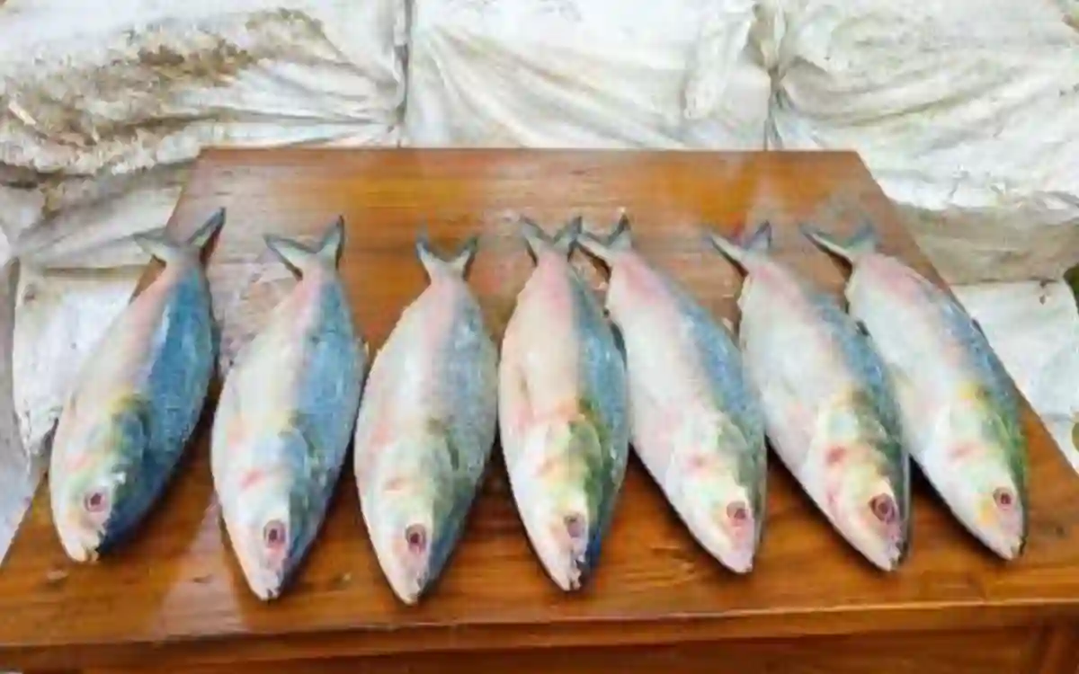 RisingCumilla.Com - 440 kg of hilsa seized through the border of Comilla 'during smuggling to India'