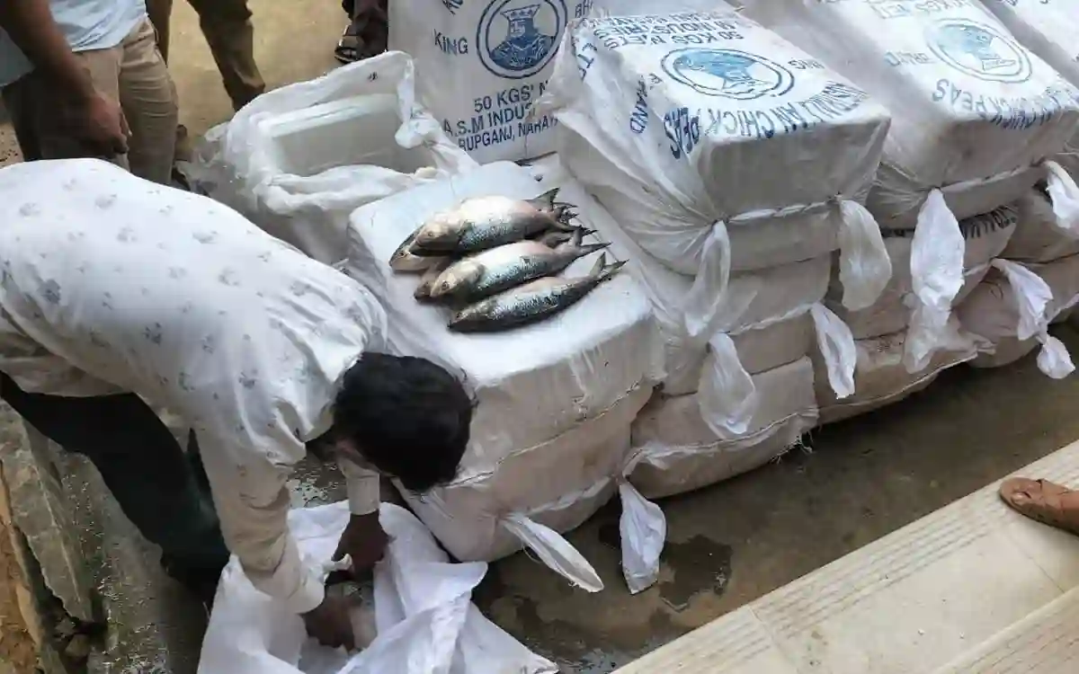 RisingCumilla.Com - 620 kg of hilsa seized 'during smuggling to India' through Cumilla border