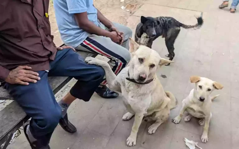 RisingCumilla.Com - Dog