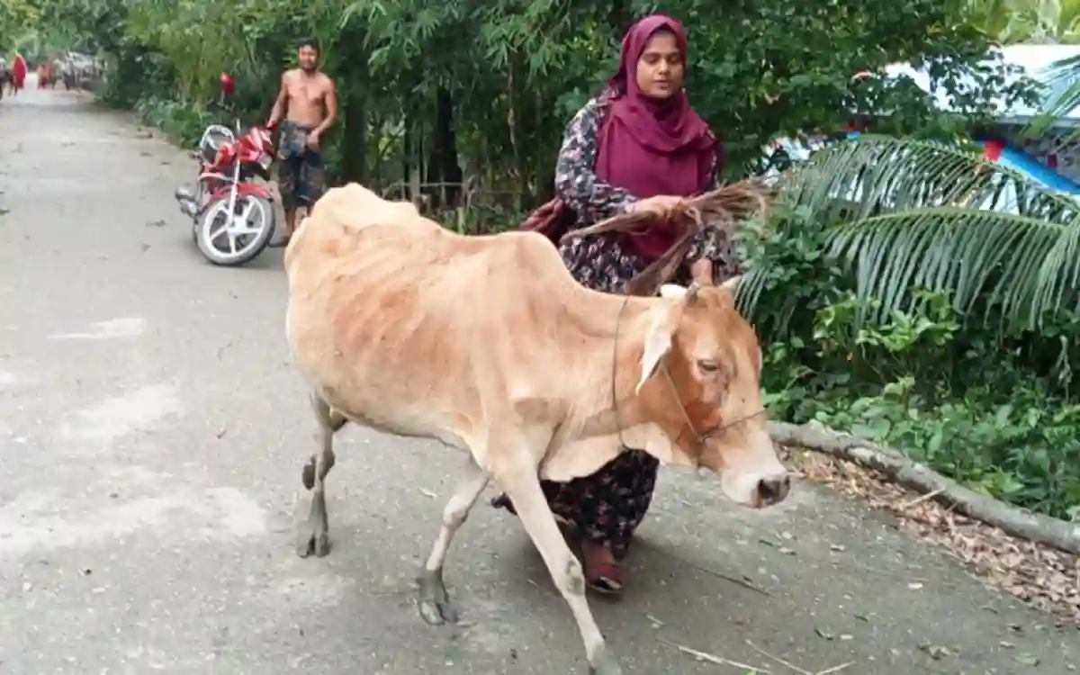 RisingCumilla.Com - The NGO workers snatched the cow without getting the installment money