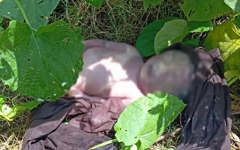 RisingCumilla.Com - The body of a newborn was recovered from the banks of Gomti river in Cumilla