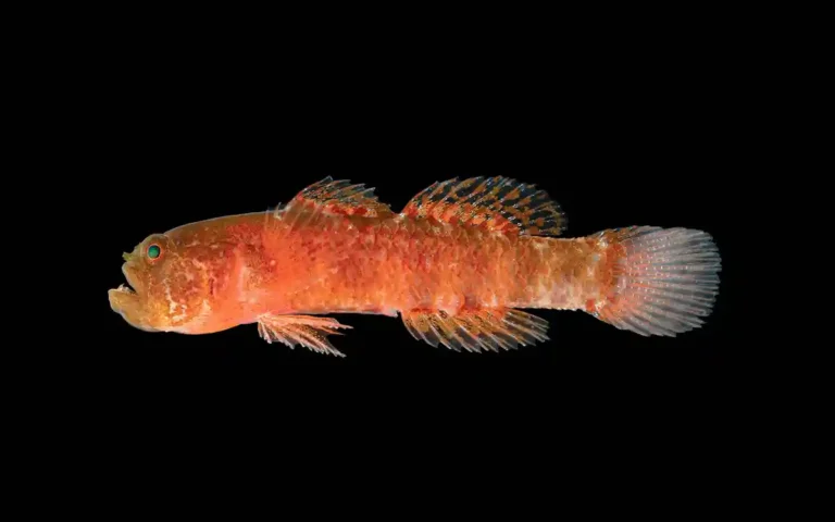 RisingCumilla.Com - grumpy dwarfgoby