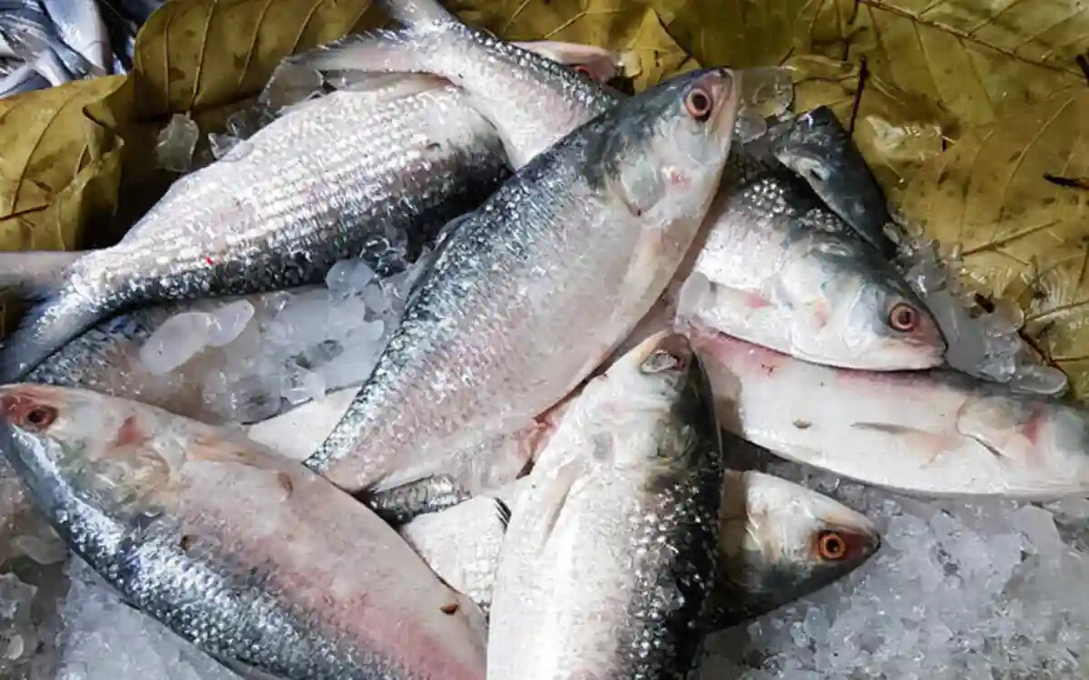 RisingCumilla.Com - ilish.webp