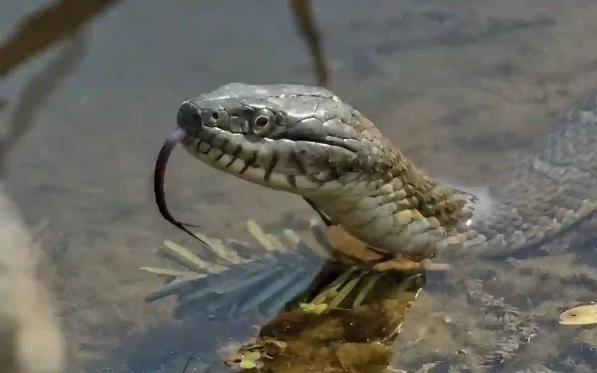 RisingCumilla.Com - snake