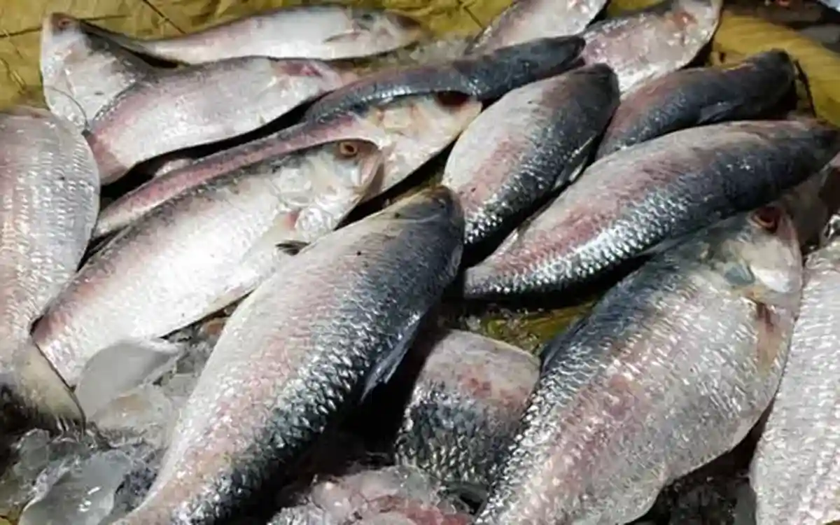 দুর্গাপূজা উপলক্ষে ভারতে ৩ হাজার টন ইলিশ মাছ রপ্তানির অনুমোদন