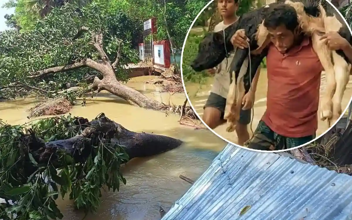 ব্রাহ্মণপাড়ায় বন্যায় প্রাণিসম্পদের ৫ কোটি টাকার ক্ষতি