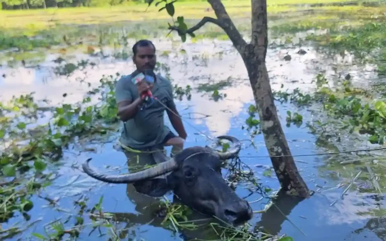 বন্যার পানিতে মহিষের পিঠে চড়ে ঘুরে বেড়ান ইয়াছিন