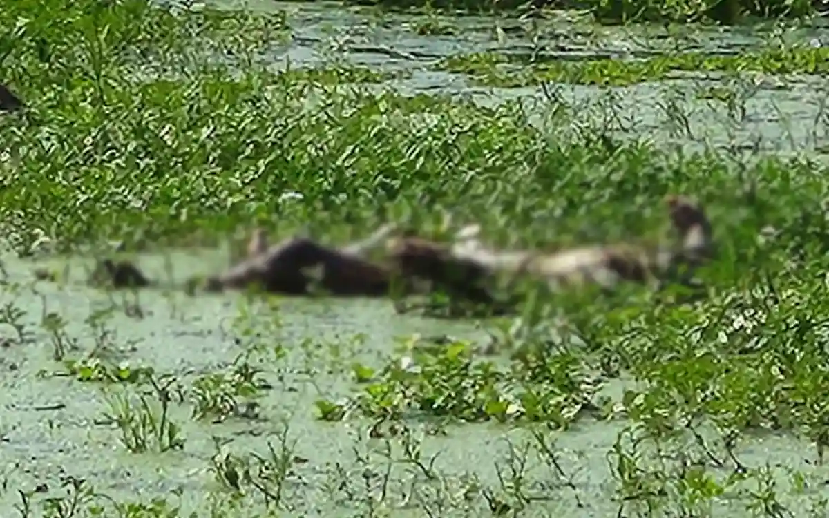 লাশের কোমরে থাকা মুঠোফোনে মিলল তরুণের পরিচয়