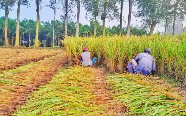 Rising Cumilla - Aman rice