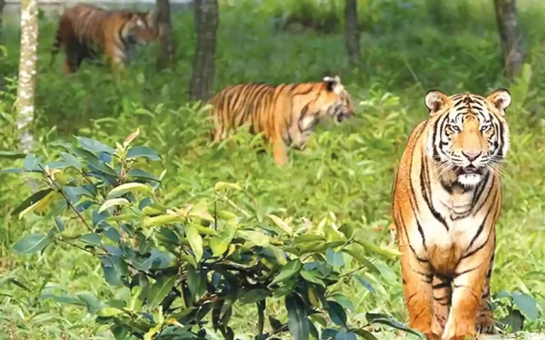 Rising Cumilla - Bengal tiger