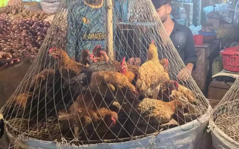 Rising Cumilla - Chicken