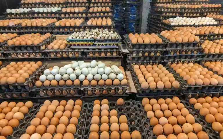 Rising Cumilla - EGG