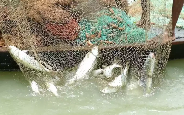 Rising Cumilla - HILSA