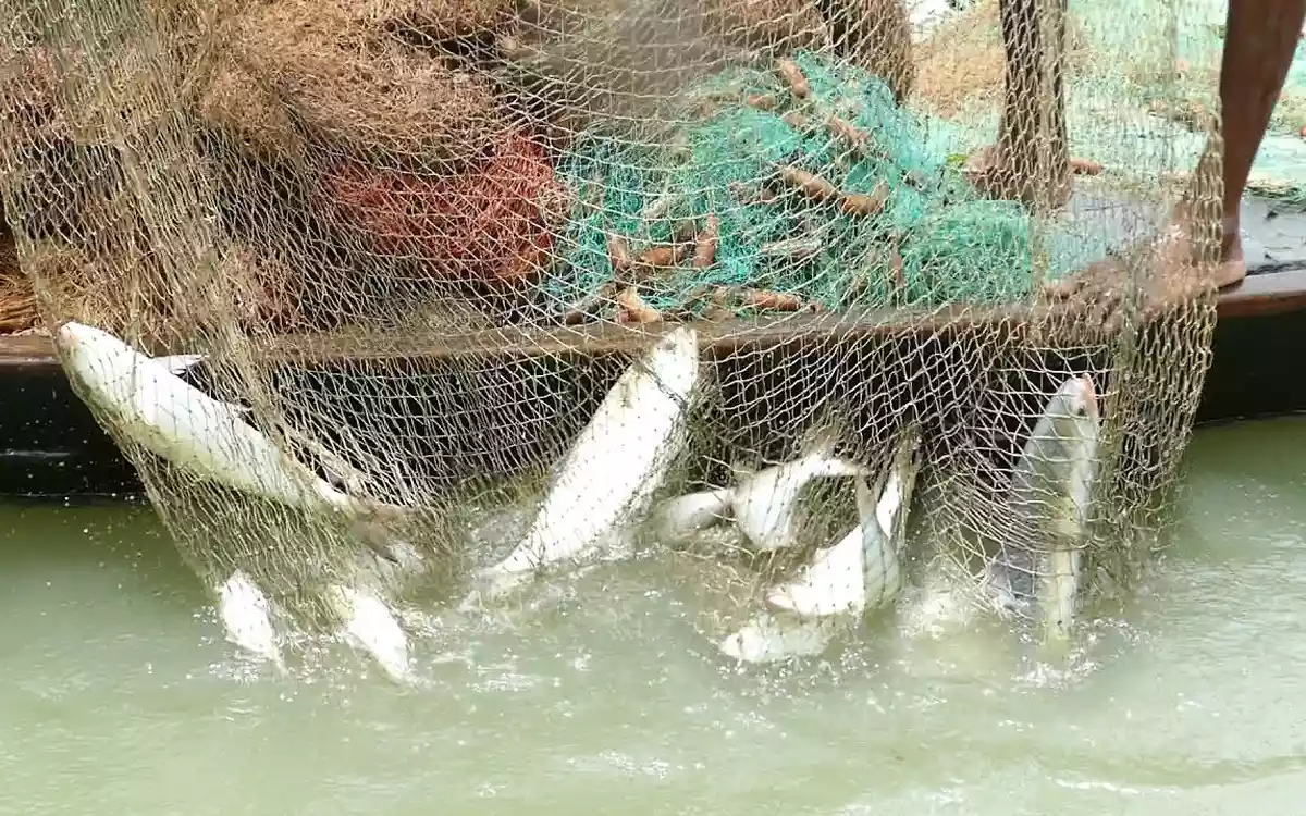 Rising Cumilla - HILSA