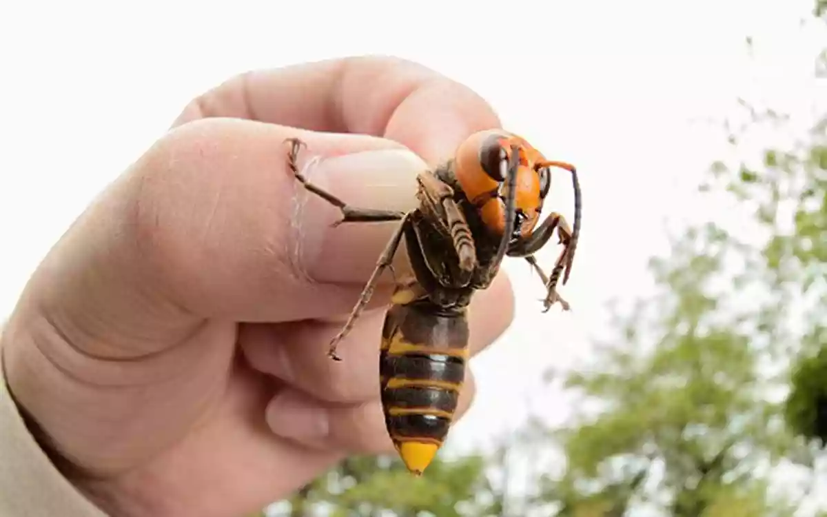 Rising Cumilla - Hornets