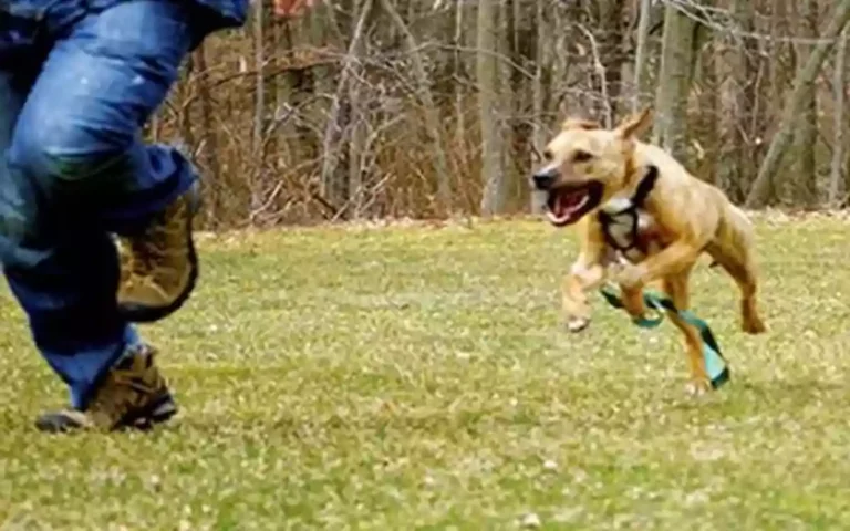 Rising Cumilla - Running with Dogs