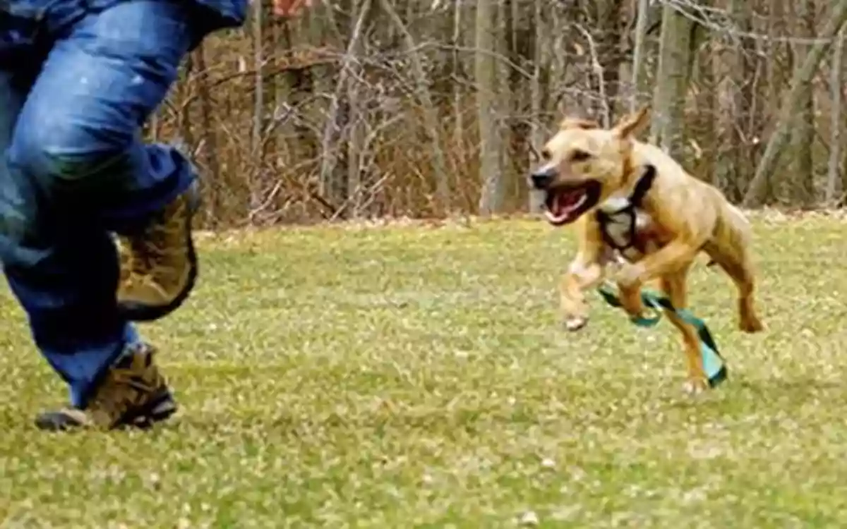 Rising Cumilla - Running with Dogs