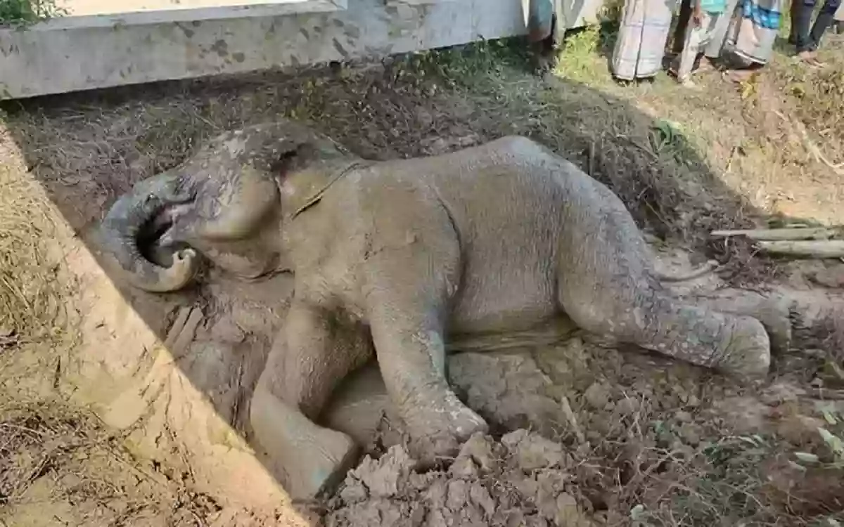 Rising Cumilla - The elephant injured by the train could not be saved