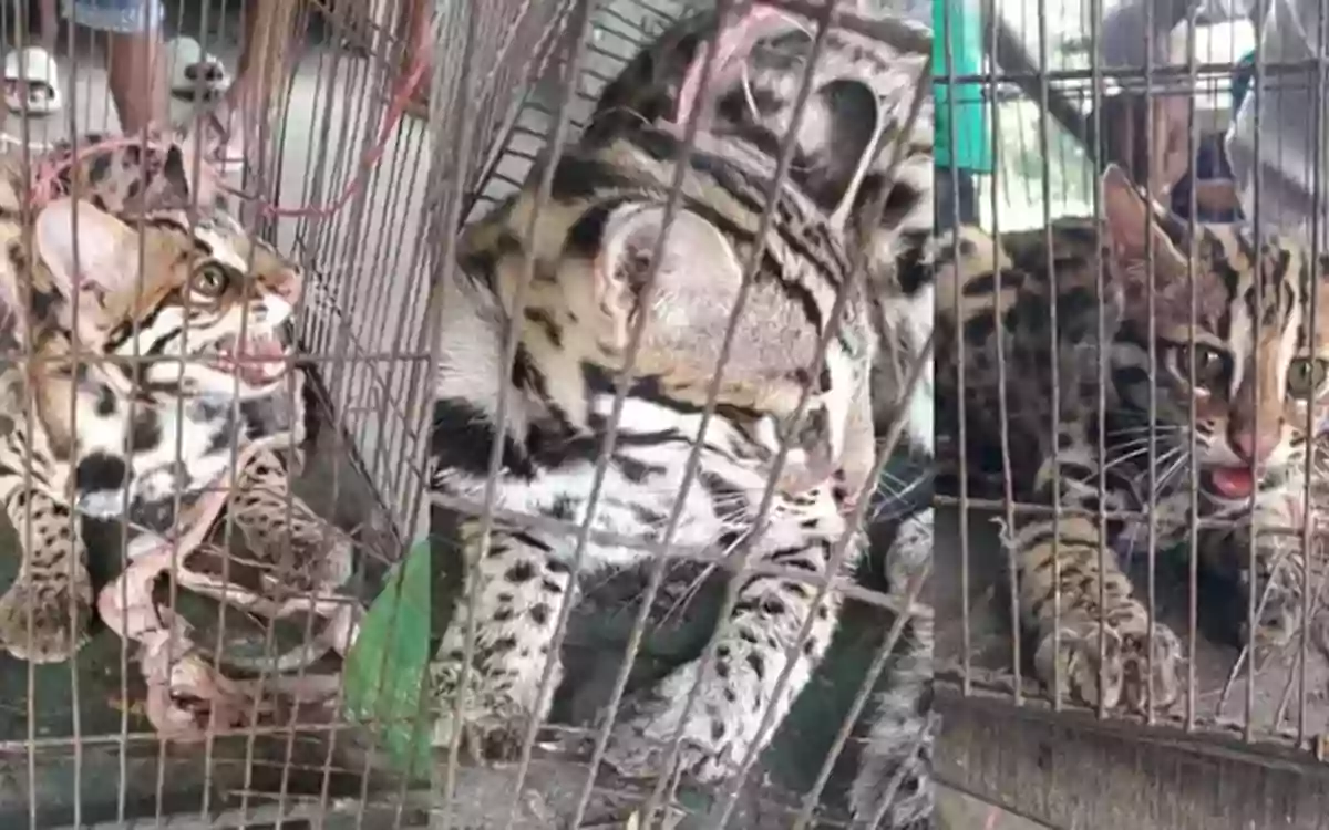 Rising Cumilla - cheetah cat