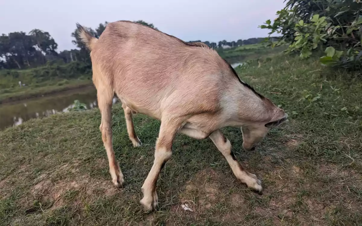 Rising Cumilla - goat