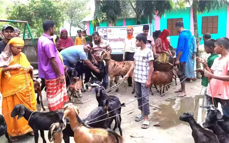Rising Cumilla.Com - A 10-day goat-sheep PPR vaccination program has started in Cumilla